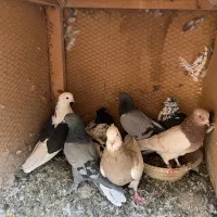 ۳۰تاکفترروهم دونه۱۰۰|پرنده|اردکان, |دیوار