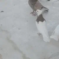 طوقی|پرنده|نطنز, |دیوار