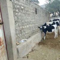 فروش گاو و گوساله و چند راس بزغاله