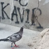 کبوتر گوره ای جوجه 2500|پرنده|برازجان, |دیوار