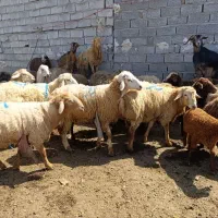 برای قربانی و نذری