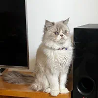 گربه ماده ۱ساله