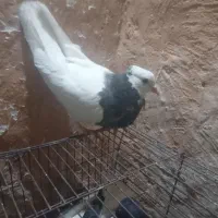 کفتر|پرنده|قوچان, |دیوار