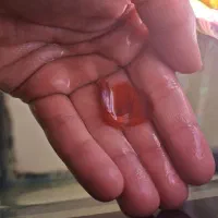 بچه ماهی گوپی|ماهی|سمنان, |دیوار