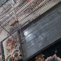 رختخواب|تشک تختخواب|بندر دیر, |دیوار