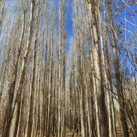 فروش چوب صنوبر