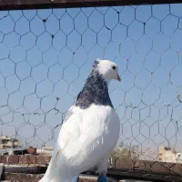 دو عدد طوقی|پرنده|شیراز, عادل آباد|دیوار