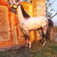 نریان کرد|اسب و تجهیزات اسبسواری|کوچصفهان, |دیوار