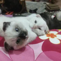 گربه اسکاتیش هیمالین|گربه|تبریز, |دیوار