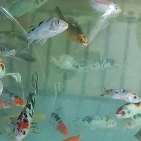آکواریوم بزرگ با ماهی و لوازمات|ماهی|اصفهان, جلفا|دیوار