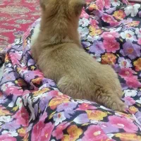 سگ پاکوتاه پامراصیل