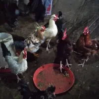 خروس جوان  وارگانیک محلی