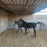 مادیان عرب با کره یک ساله