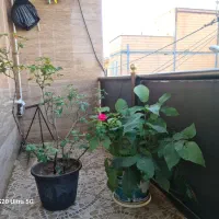 ۲ عدد نهال گردو و ۲ عدد گل باغی