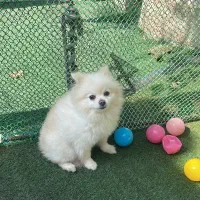 کارگر ساده پانسیون سگ|استخدام سرایداری و نظافت|تهران, دریا|دیوار