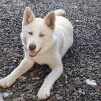 توله هاسکی نر آموزش دیده