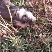 توله سگ شیتزو اصل