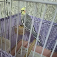 عروس هلندی نر