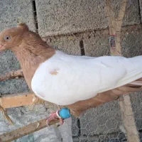 فروش کبوتر سینه زرد|پرنده|شیراز, ارم|دیوار