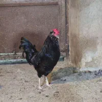 خروس گلین