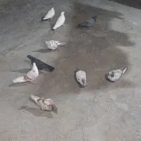 کبوتر پرشی|پرنده|ملکشاهی, |دیوار