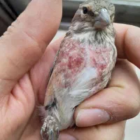 سهره|پرنده|کنگاور, |دیوار