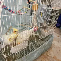 عروس هلندی|پرنده|صحنه, |دیوار