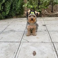 سگ یورکشایر عروسکی|سگ|ماهدشت, |دیوار