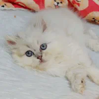 گربه بریتیش لانگ هیر