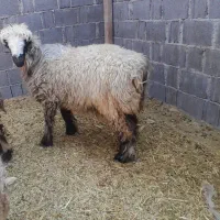 شیشک میش