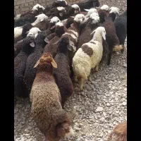 بره پای پروار جنس دار دامداری امیر عامری|حیوانات مزرعه|رضویه, |دیوار