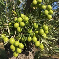 نهال زیتون کنسروی برتر،انتخاب اول باغداران حرفهای|خدمات باغبانی و درختکاری|قزوین, |دیوار