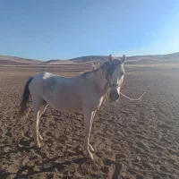 مادیان بی قرار|اسب و تجهیزات اسب‌سواری|کنگاور, |دیوار