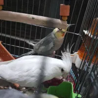 فروش ۴ عروس هلندی نیمه دستی و سرحال ارزان|پرنده|اهواز, کوی شهروند|دیوار