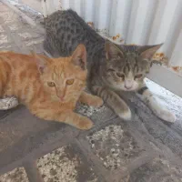 واگذاری رایگان دو گربه ماده