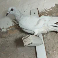 پاکستانی سوسکی