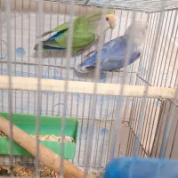 طوطی برزیلی مولد|پرنده|ارومیه, |دیوار