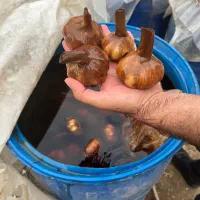 فروش سیرترشی درشت ۱۰تن-شهرستان طارم