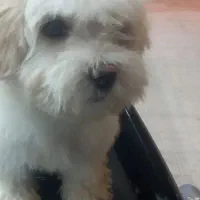 سگ شیتزو|سگ|بیرجند, |دیوار