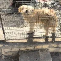 یه جفت شیتزو