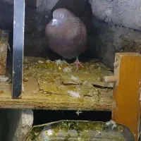 کبوتر|پرنده|الشتر, |دیوار