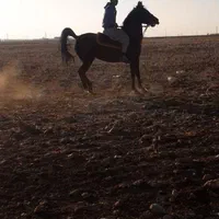 اسب|اسب و تجهیزات اسبسواری|اراک, |دیوار