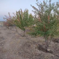 باغشهر فردوس