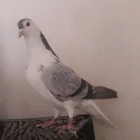 دمگیر پولک دار سر قدیمی