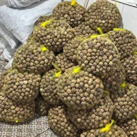 گردو|خوردنی و آشامیدنی|کلباد, |دیوار