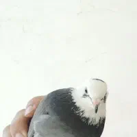 کبوتر پا طلا