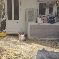 کانکس۶متری سالم|مصالح و تجهیزات ساختمان|چهارباغ, |دیوار