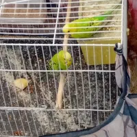 دو جفت مرغ عشق کارداده در جوین