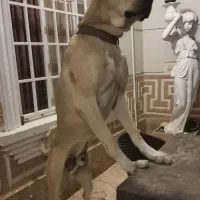 سگ اصیل نر پژدر