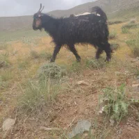 ۲راس کولار ۱راس قار